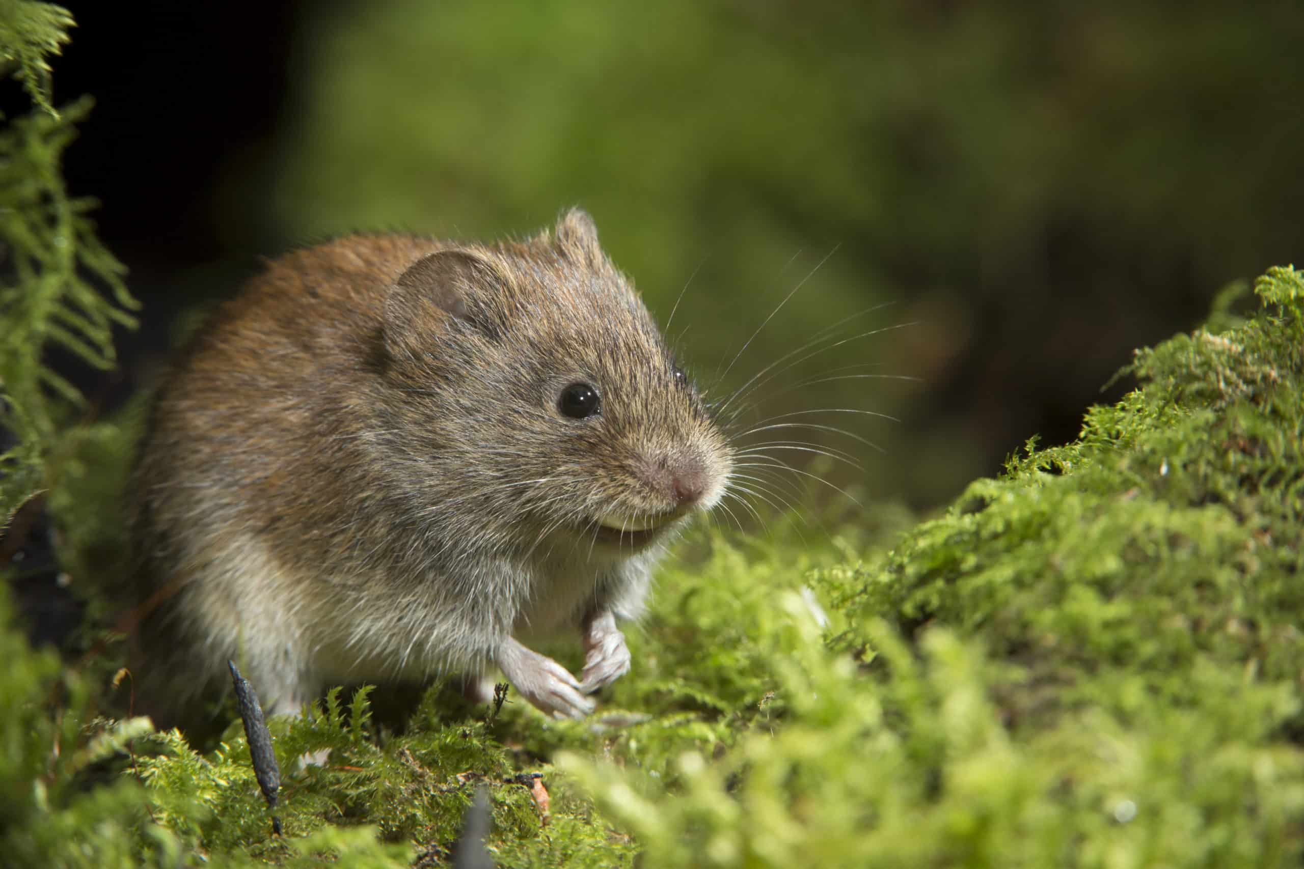 Diagnostics for Hantavirus infections - Reagena